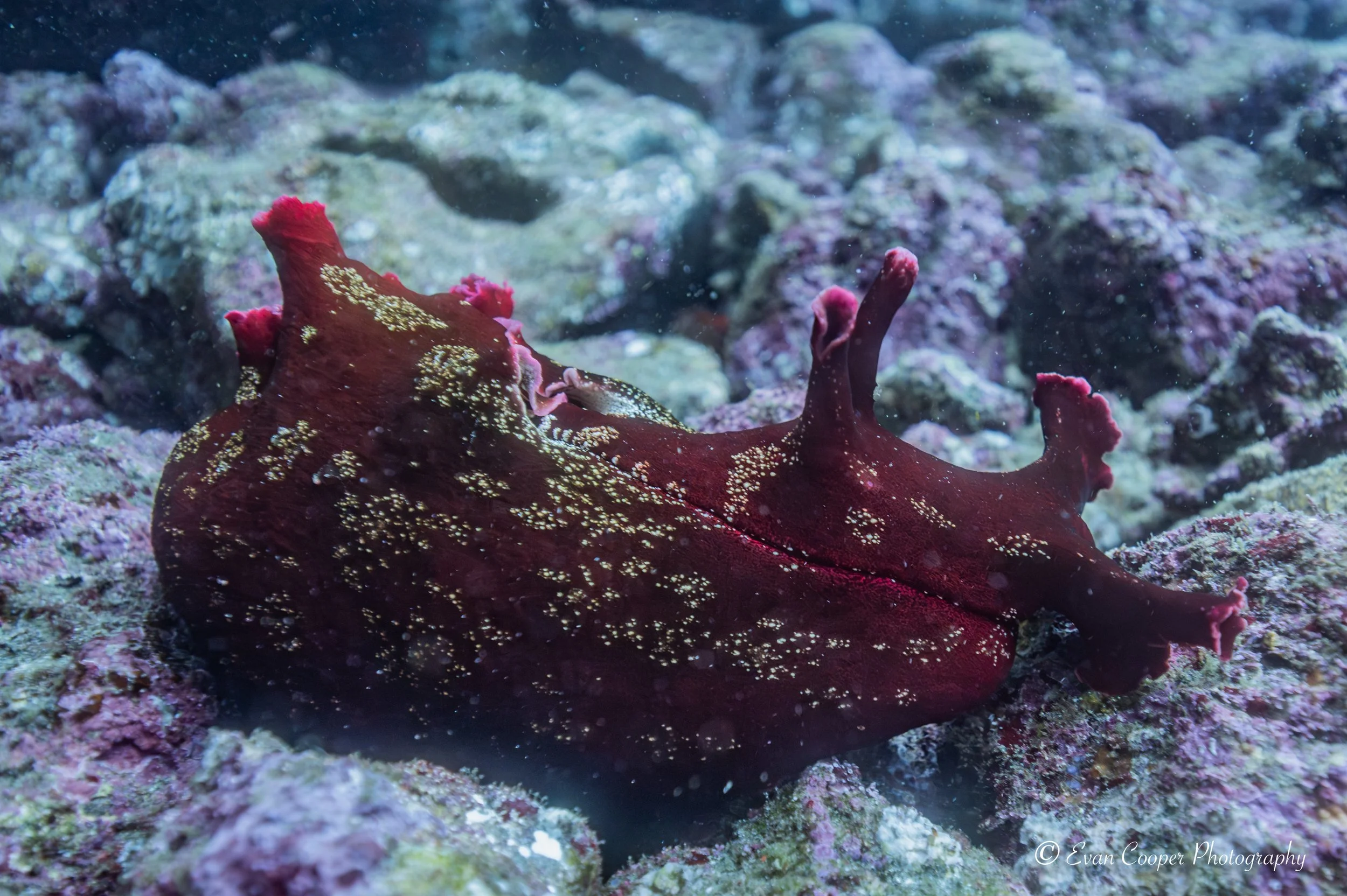Sea Hare, Fernandina Island