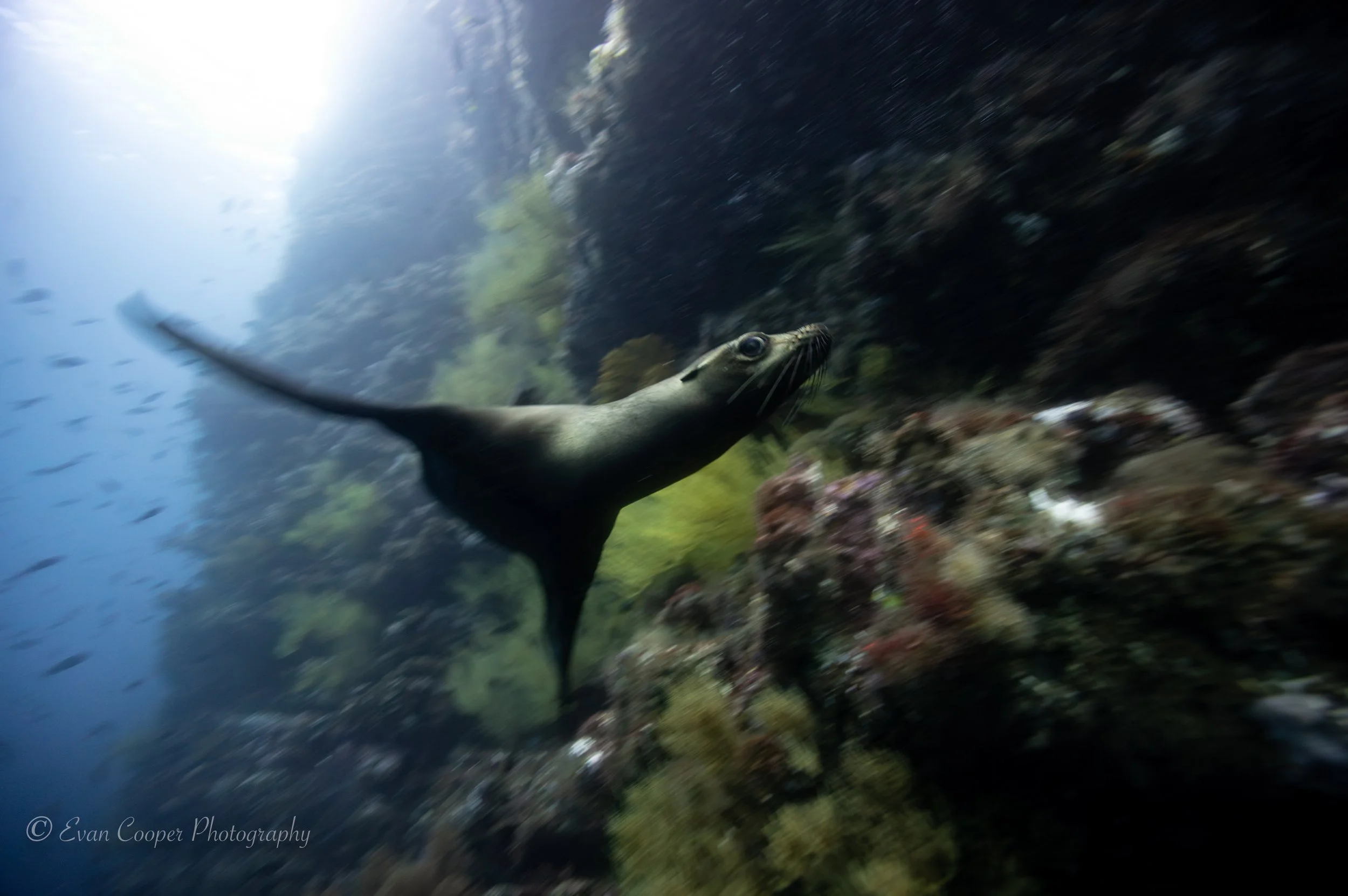 Sea Lion Galapagos -1.jpg