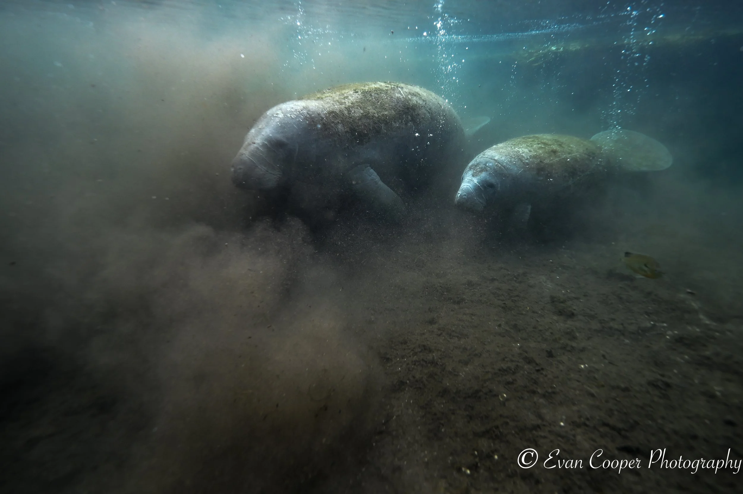 2 Manatees.jpg