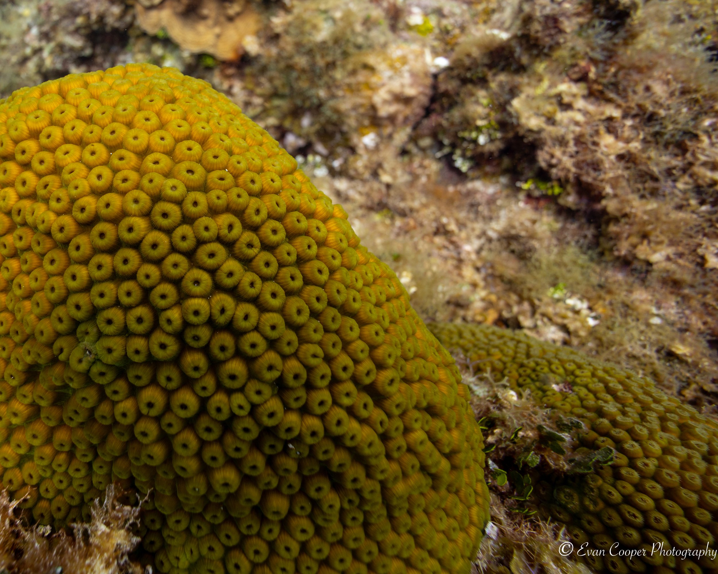 Filefish-1-2.jpg