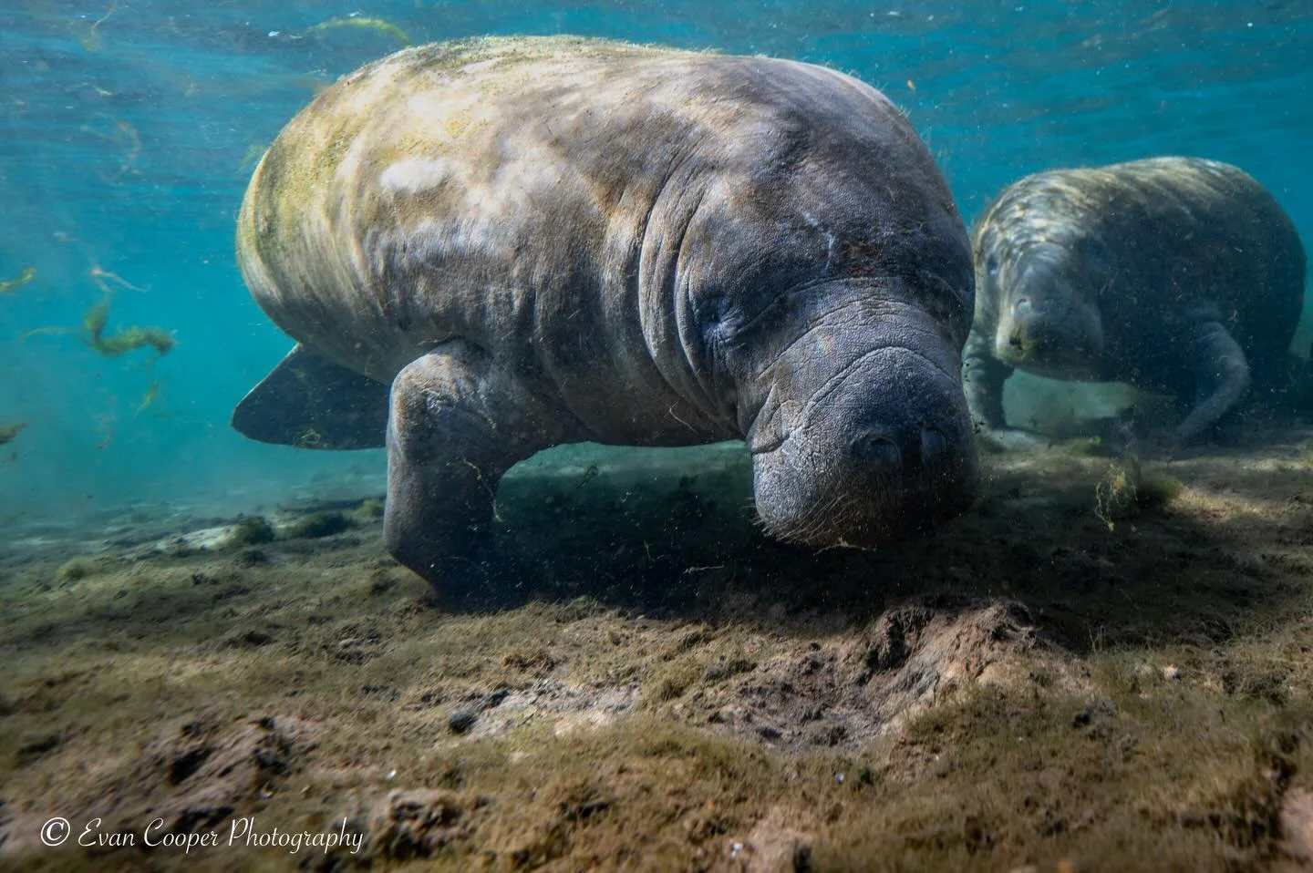 MAnatees Manatee Springs Horizontal.jpg