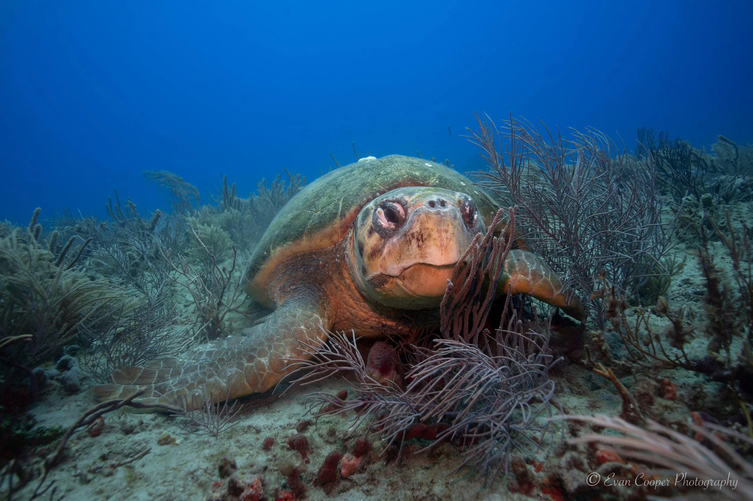 Loggerhead Further Out-2.jpg