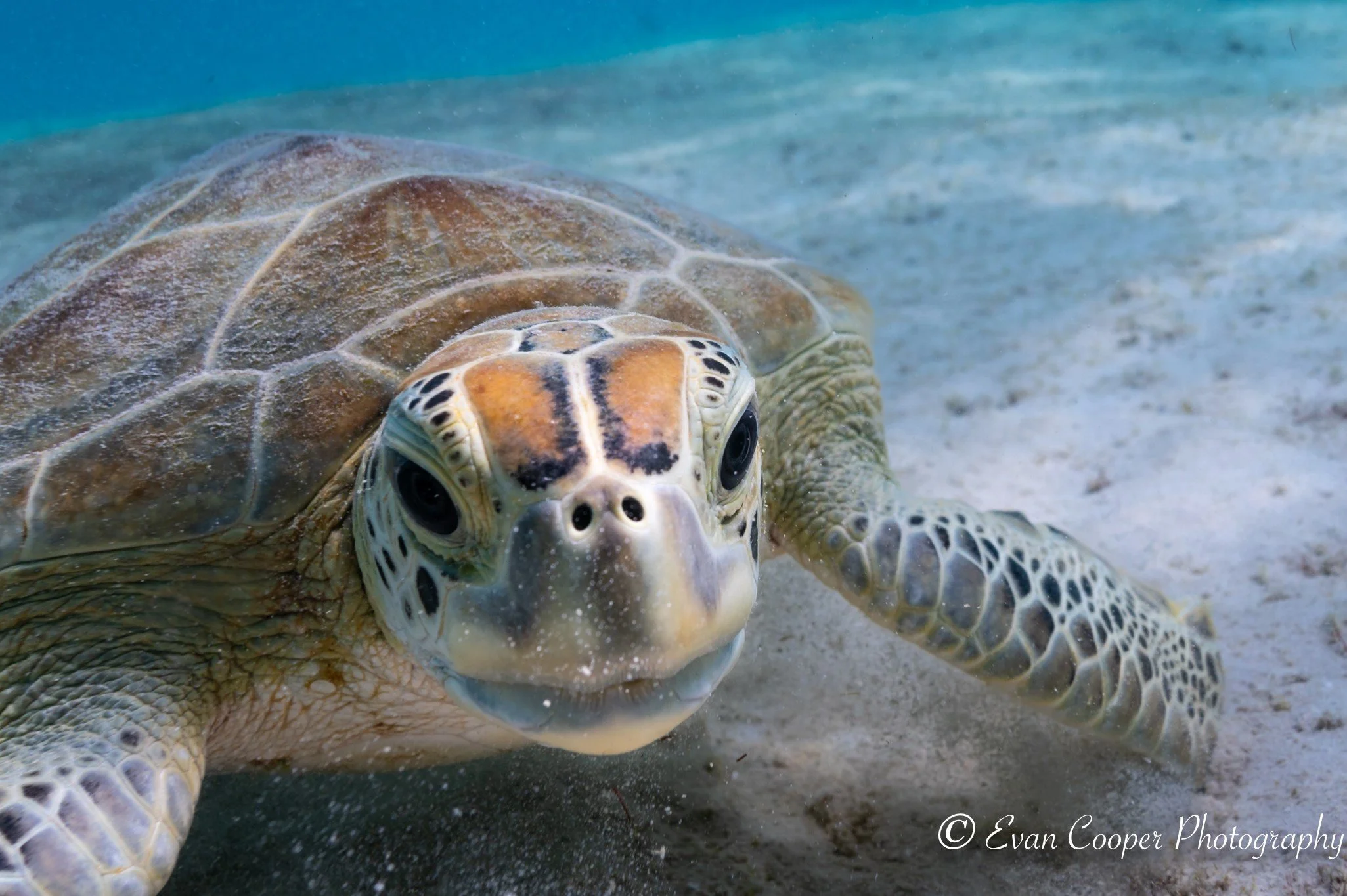 Green turtle headshot! Bonaire