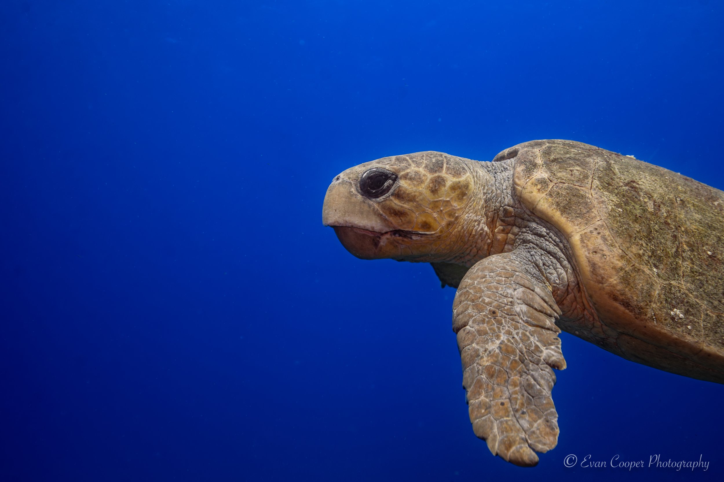 Loggerhead Further Out-1.jpg