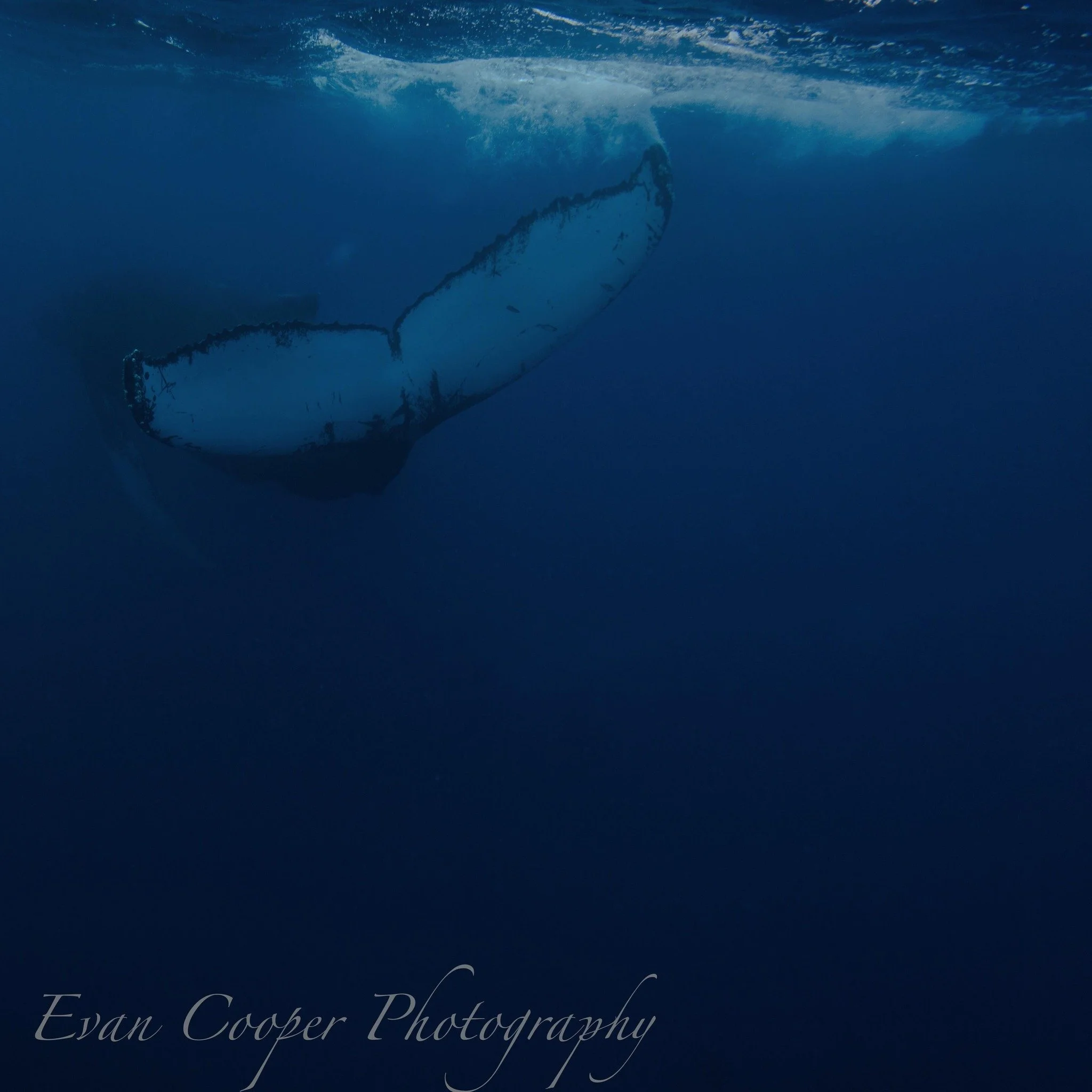 Humpback Whale Tail.jpg