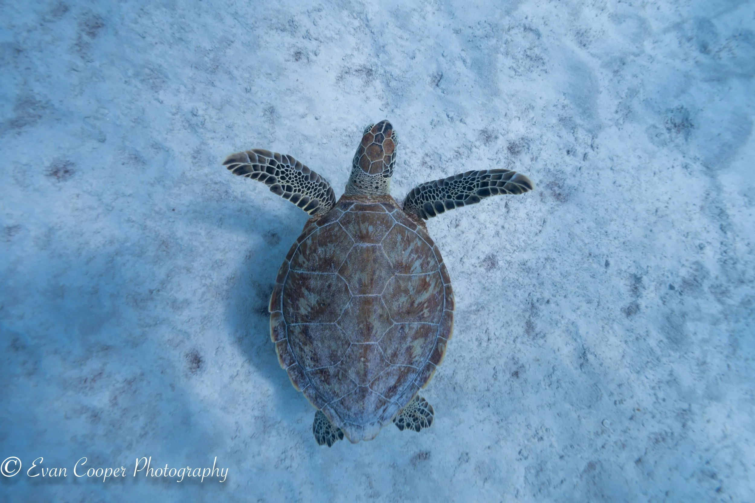 Green Turtle Over White Sand