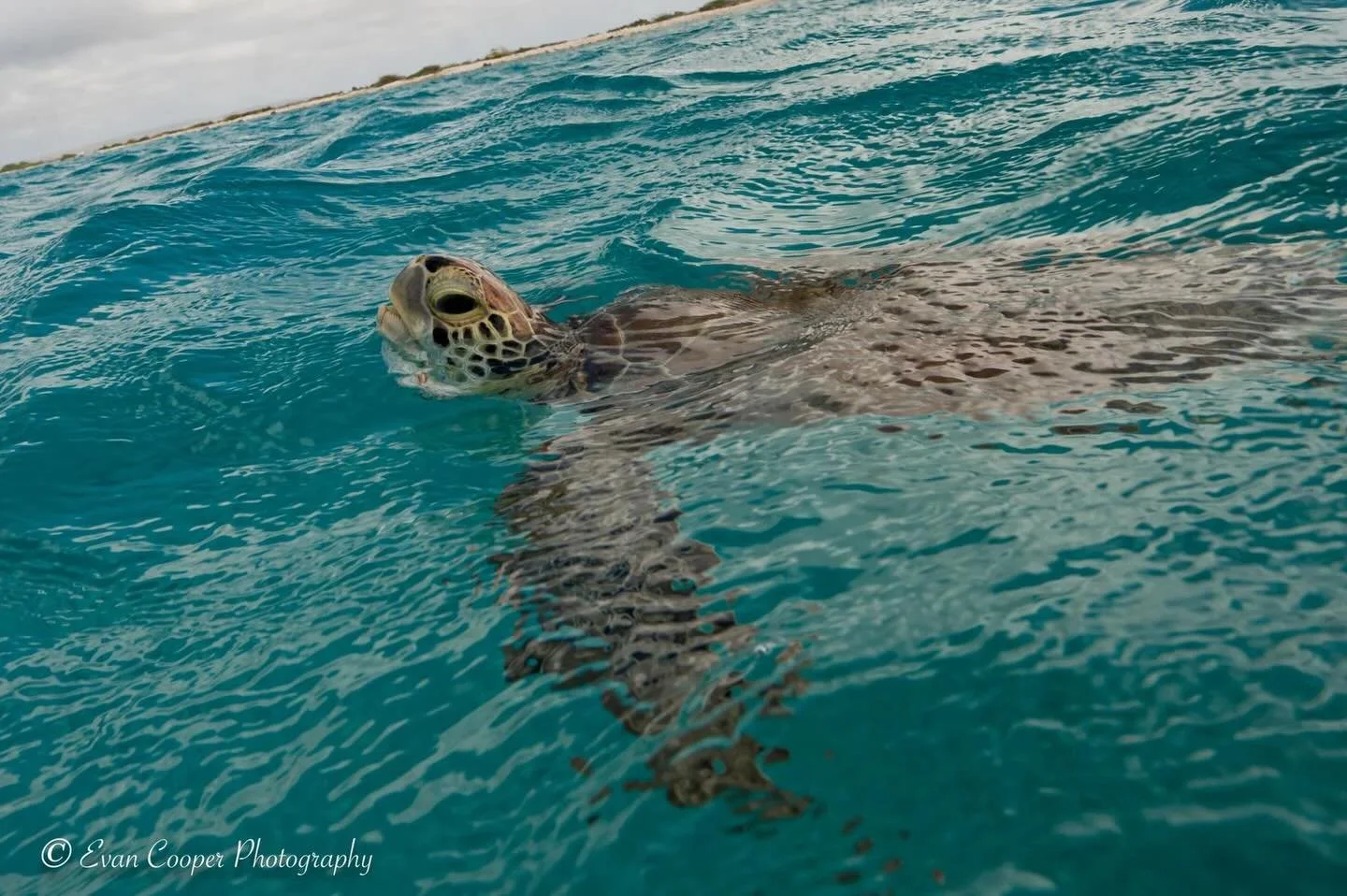 Sometimes all you have to do is take a deep breath, like this green turtle!
&bull;
&bull;
&bull;
#turtle #photography #wildlifephoto #wildlifephotographer #ocean