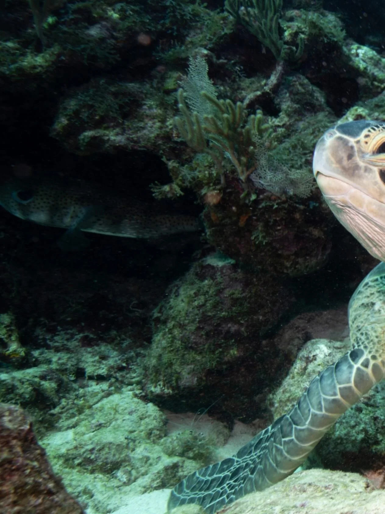 Swipe right to check out this adult green turtle🪸🐢

Greens use shallow reef ecosystems like this one for rest, shelter, and to get cleaned. Close to a cleaning station and resting on the bottom, this curious female did not mind me or my camera at a
