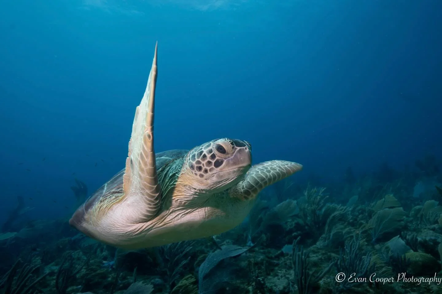 Another one of my residents of Turtle City in Bonaire, this green turtle cruised right by me off of the reef and down to the deep blue. 
&bull;
&bull;
&bull;
#underwaterphoto #seaturtle #greenturtle #scuba #bestshot