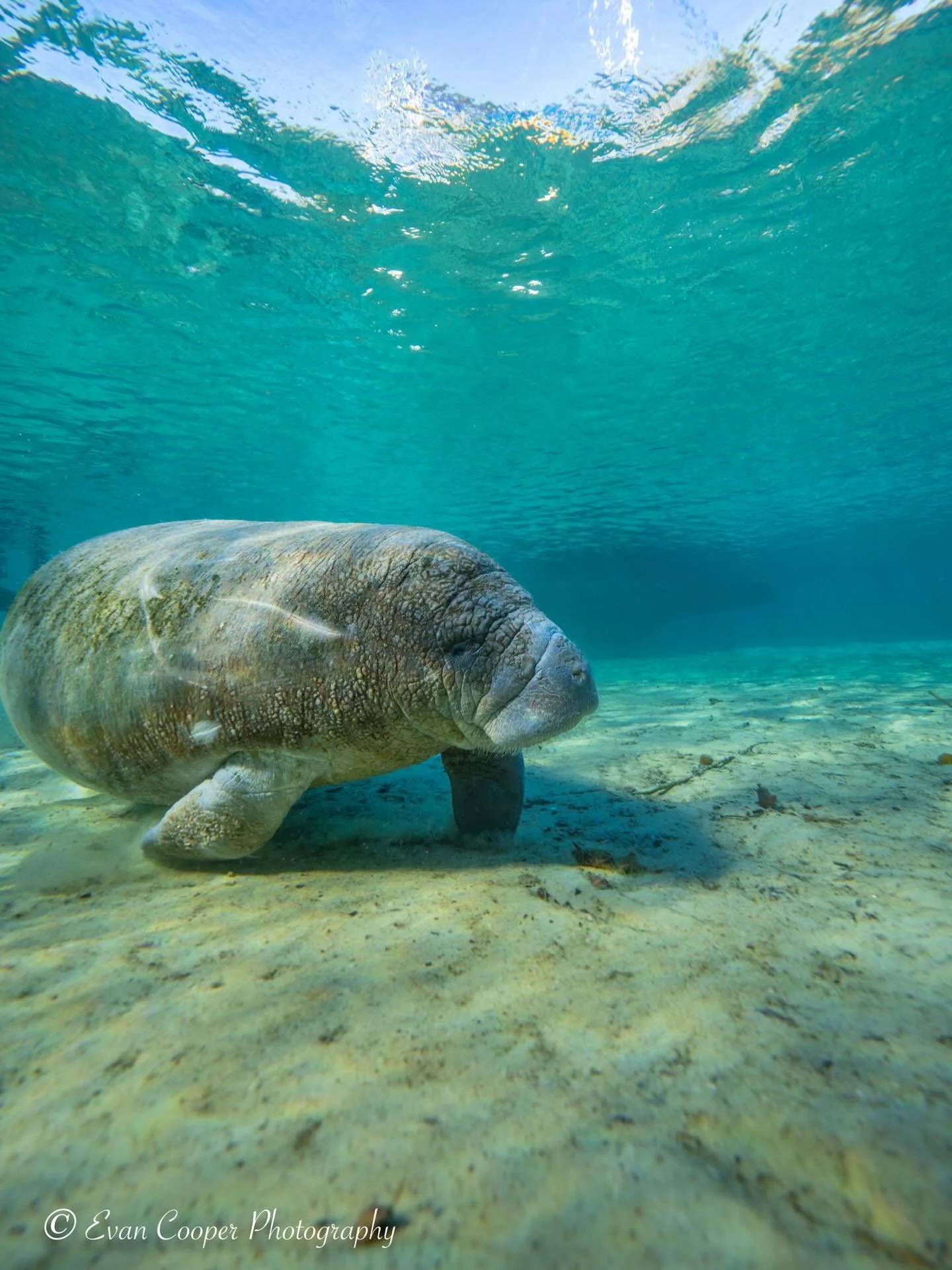 Another awesome day spending time with this curious baby manatee! This little one was very playful and active, even with the cold weather. There were so many manatees hanging out in the relatively warm spring water.
&bull;
&bull;
&bull;
#manatee #flo