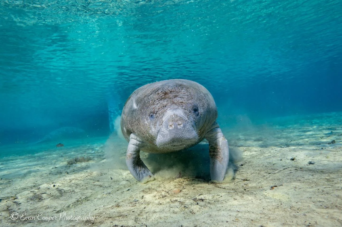 Happy Manatee Monday!

Everyone meet my favorite manatee baby, who I named Squishy 🥹🥰 I got to spend hours in the relatively warm Florida Springs this winter photographing and admiring him/her.

Always curious and wanting to say hello, I hope to se