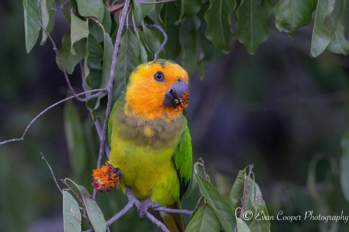 A beautiful brown-throated parakeet in Bonaire. These squeaky feathered birds are common on the island, and greeted me every morning. This one was enjoying some fruit with its friends close by.
&bull;
&bull;
&bull;
#parakeet #birding #bird #wildlifep