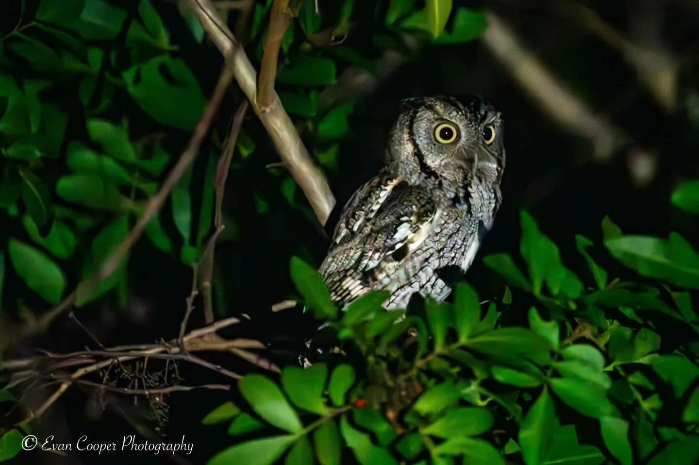 This little screech owl was hard to find, but a favorite bird spotted during the @spacecoastbirdingfestival ! 

Florida&rsquo;s smallest residential owl, these beautiful birds live in woods, suburbs, and parks, and appear in both grey (like this phot