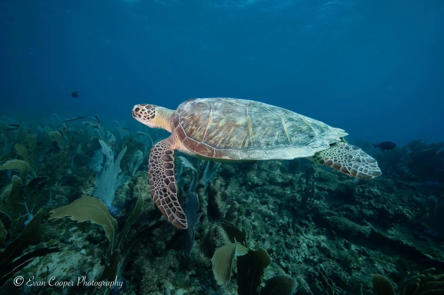 I love when sea turtles like this green float right by me on a dive! Curious and courageous , this turtle was not afraid and cruised a few flipper lengths away at a leisurely pace with the current&hellip;
&bull;
&bull;
&bull;
#seaturtle #underwater #