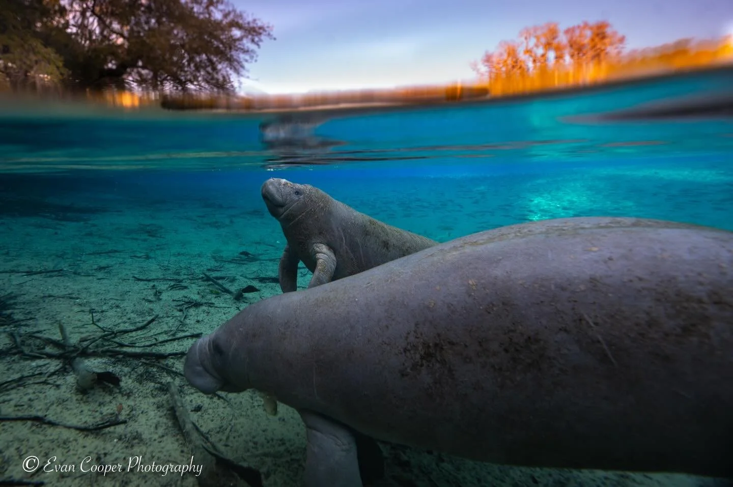 Happy World Wildlife Day! I am grateful for all the beautiful wildlife I get to capture 📸

Species highlighted: Florida Manatee, Roseate Spoonbill, African Elephant, Spotted Eagle Ray, Atlantic Longarm Octopus, Carribean Reef Shark

&bull;
&bull;
&b