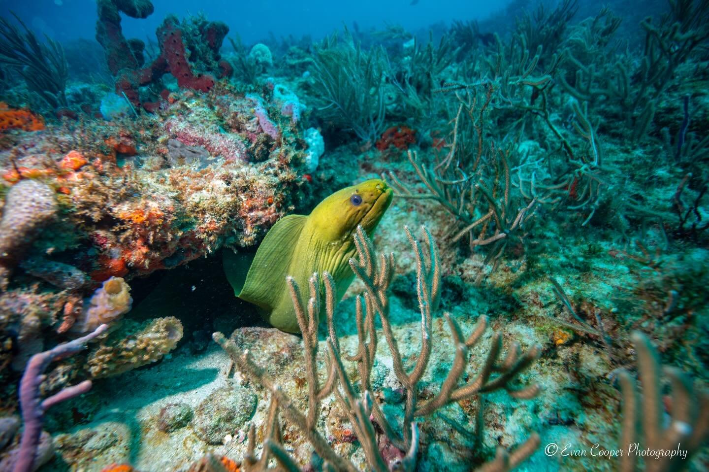 Check out this beautiful moray eel and the vibrant colors of the Florida reef! 
&bull;
&bull;
&bull;
#eel #moray #underwater #underwaterphoto #coralreef