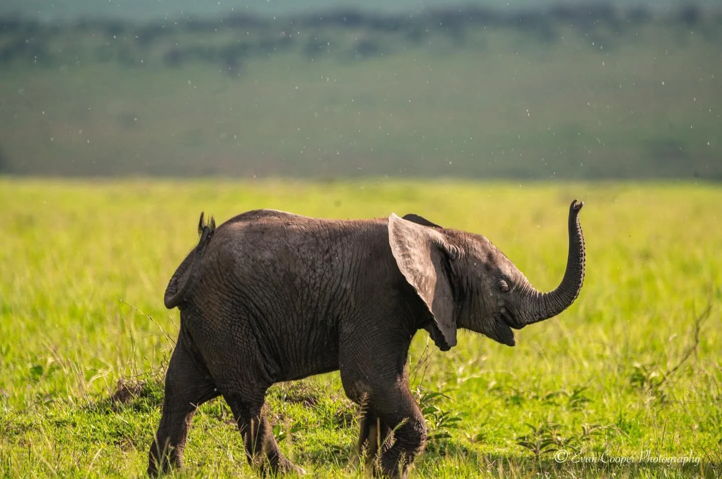 Curious, playful, and already full of attitude. 🐘
This baby elephant spent several minutes marching through the grass with its trunk held high like it owned the entire savanna!

Which photo is your favorite- 1, 2, or 3?

#wildlifephotography 
#natur