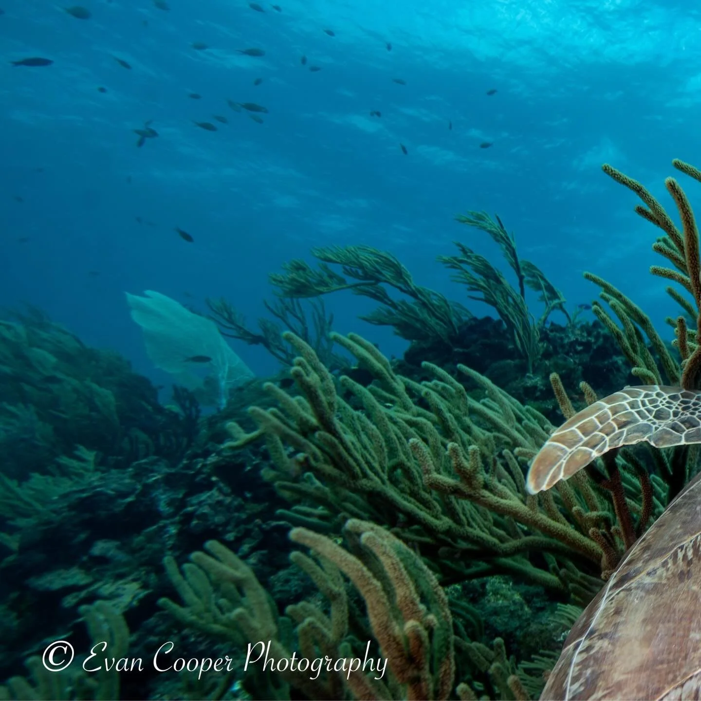 Swipe right for a look from a sea turtle&rsquo;s point of view on the reef&hellip;
&bull;
&bull;
&bull;
#pov #seaturtle #ocean #reef #underwater