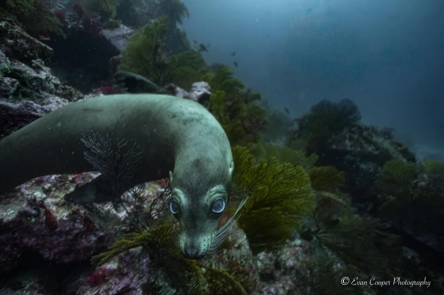 The shot vs how the shot was made>>>
&bull;
&bull;
&bull;
#sealion #sealionsofinstagram #scuba #underwaterphoto #galapagos