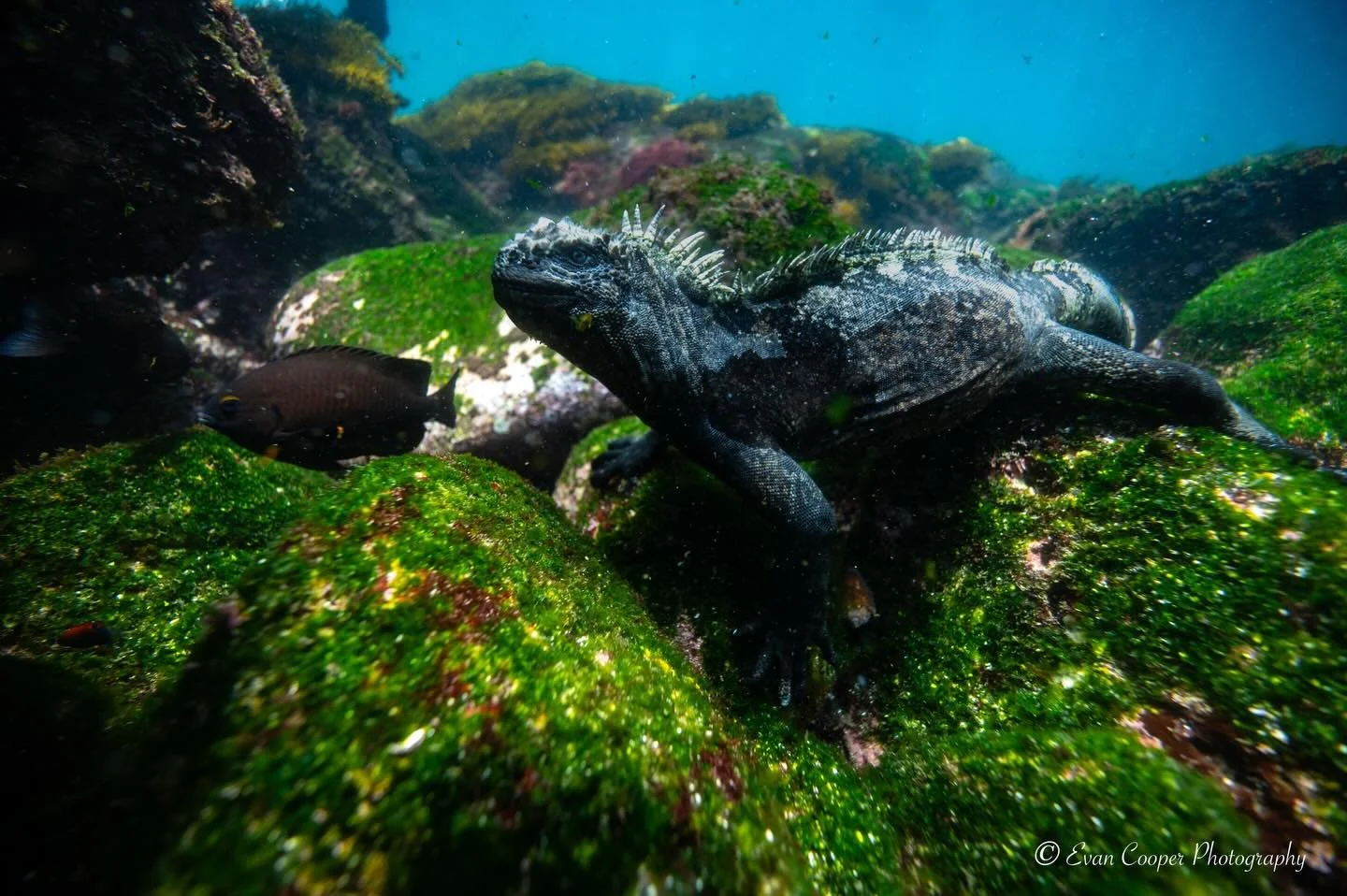 The Galapagos Godzilla overlooking his kingdom!
&bull;
&bull;
&bull;
#godzilla #iguana #galapagos #scuba #underwater