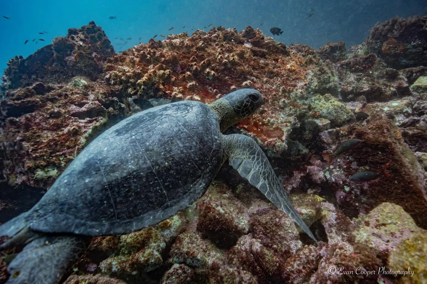 The pacific green turtle, also called the black turtle, was a bucket list turtle to dive with and photograph! In the Gal&aacute;pagos Islands, these are the most common species, and smaller in size and darker in color than their relatives in the Atla