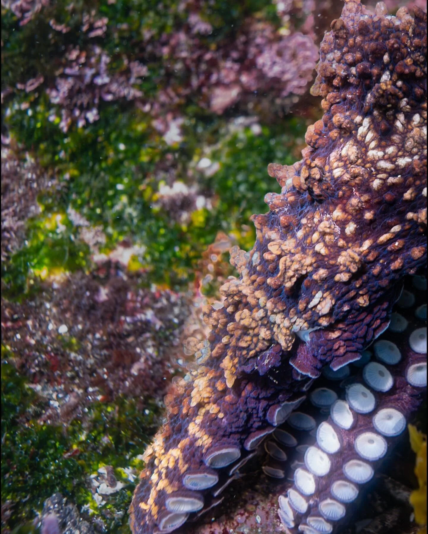 Blink and you&rsquo;ll miss it.
The ocean&rsquo;s ultimate shapeshifter.
Swipe 👉

I photographed this octopus on a recent dive trip in the shallow waters off of Fernadina Island in the Gal&aacute;pagos Islands. Shot with my Nikon Z 6 in Ikelite unde