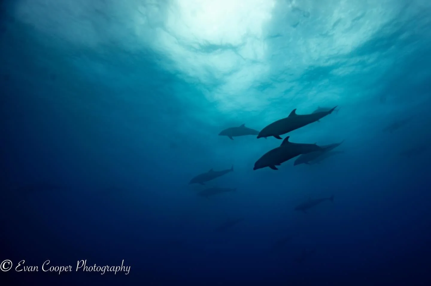Happy National Dolphin Day! This was a magical moment with a huge pod of bottlenose dolphins in the deep blue off of Darwin&rsquo;s Arch in the Gal&aacute;pagos Islands.
&bull;
&bull;
&bull;
#underwater #dolphins🐬 #underwaterphotography #deepblue #g