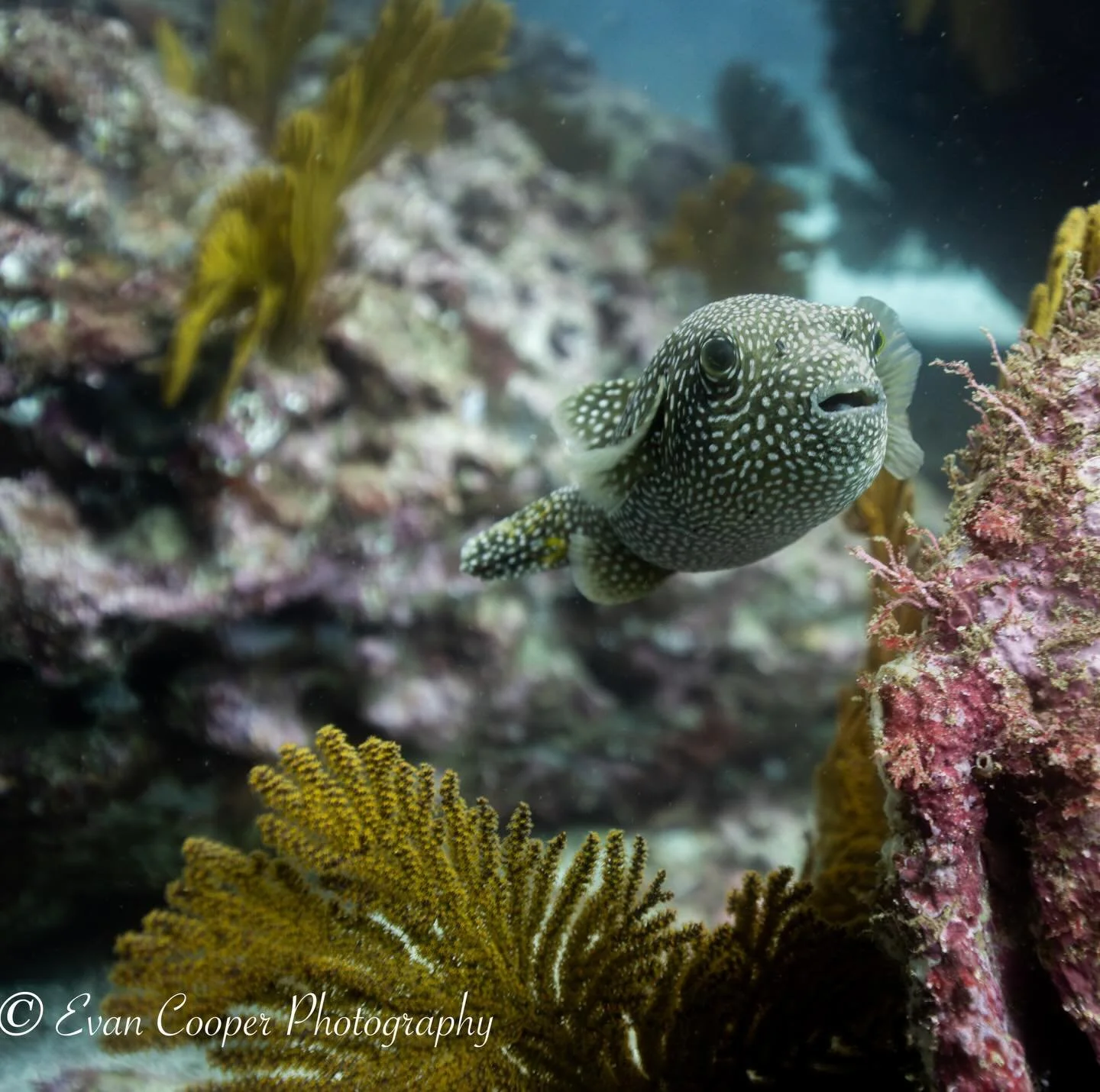 A curious white spotted puffer in the cold waters off of Punta Vicente Roca in the Galapagos.
&bull;
&bull;
&bull;
#pufferfish #underwaterphotography #ocean #underwater #scubadiving