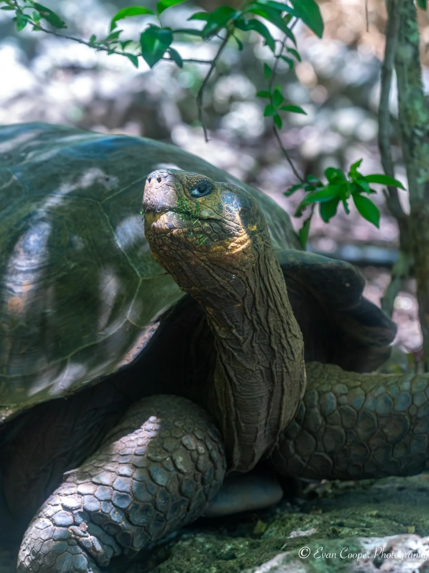 The wildlife of the Gal&aacute;pagos Islands on land is just as amazing as below the sea! This was one of my favorite shots of a San Crist&oacute;bal Giant-Tortoise, scientific name Chelonoidis chathamensis. 

These endangered reptiles were one of th