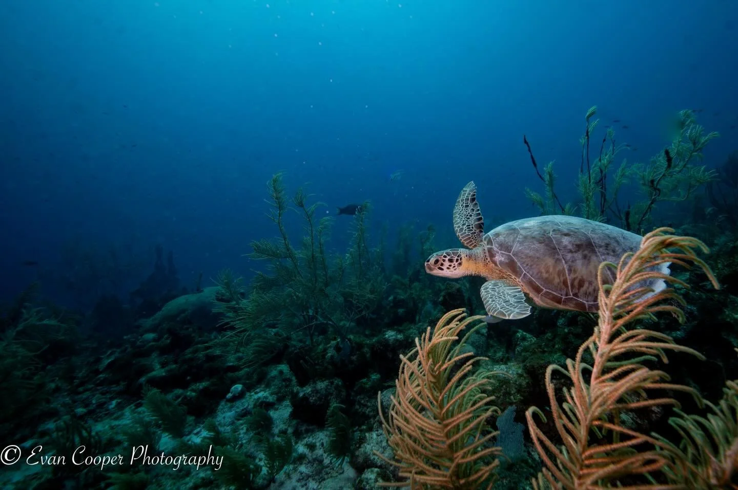 A beautiful adult green turtle on the reef in the clear waters off Bonaire&rsquo;s east coast.
&bull;
&bull;
&bull;
#greenturtle #seaturtle #underwater #wildlifephotography #oceanphotographer