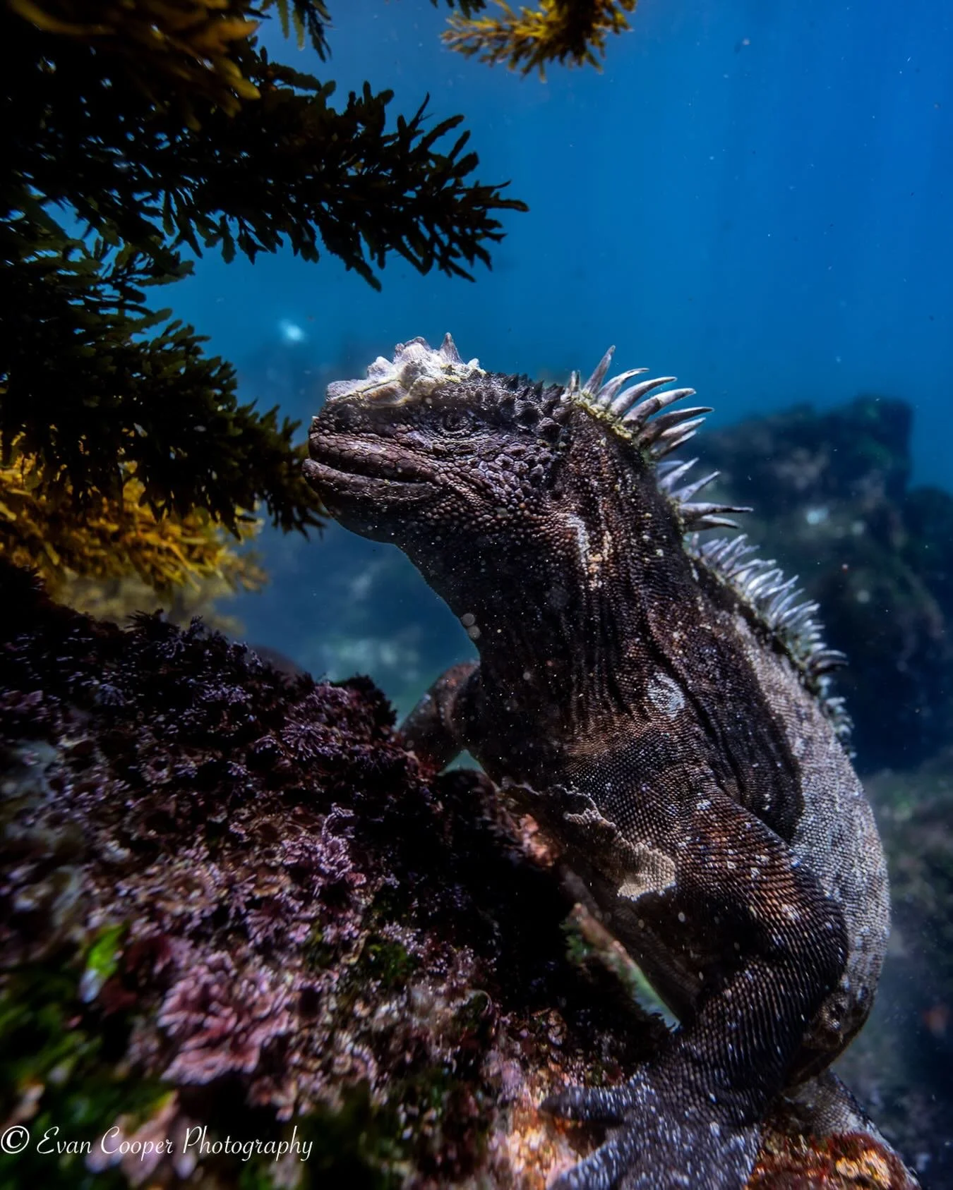 Where dragons learned to swim 🌊🦎

Marine iguana photographed in the Gal&aacute;pagos Islands.
&bull;
&bull;
&bull;
Shot with @nikonusa Z6 II in @ikelite housing aboard Galapagos @master_liveaboards 

#galapagos #marineiguana #wildlifephotography #u