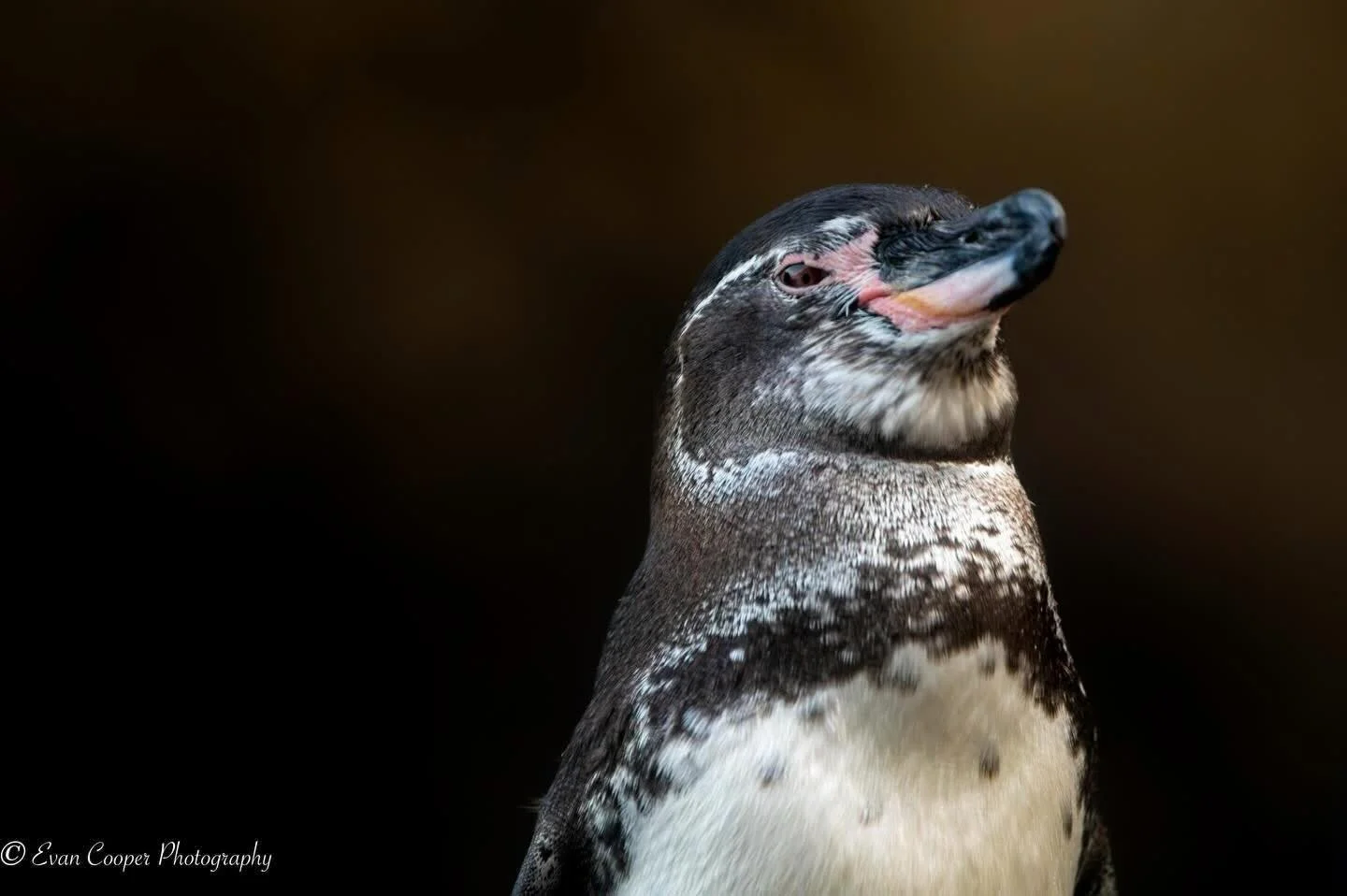 A rare encounter with the only penguin species found north of the equator, the galapagos penguin!

#galapagospenguin #wildlifephotography #naturephotography #animalportrait #earthcapture