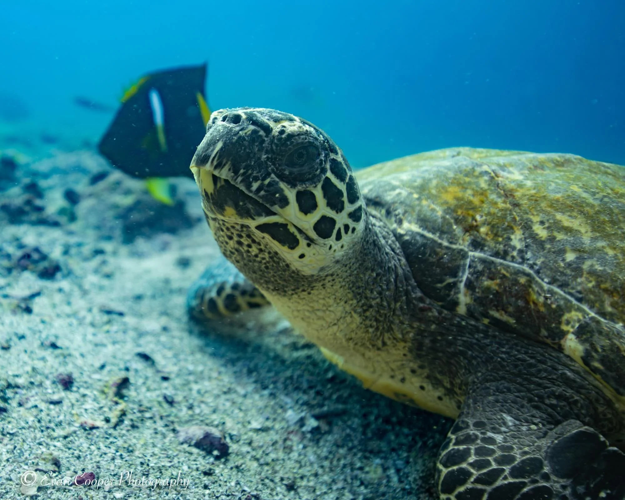 Hawksbills get their name from their hawk-like beaks that help them eat sea sponges on the reef. 

Zoom in on this juvenile from the Gal&aacute;pagos Islands to see it up close!

Hawksbills are one of my favorite endangered species to observe and pho