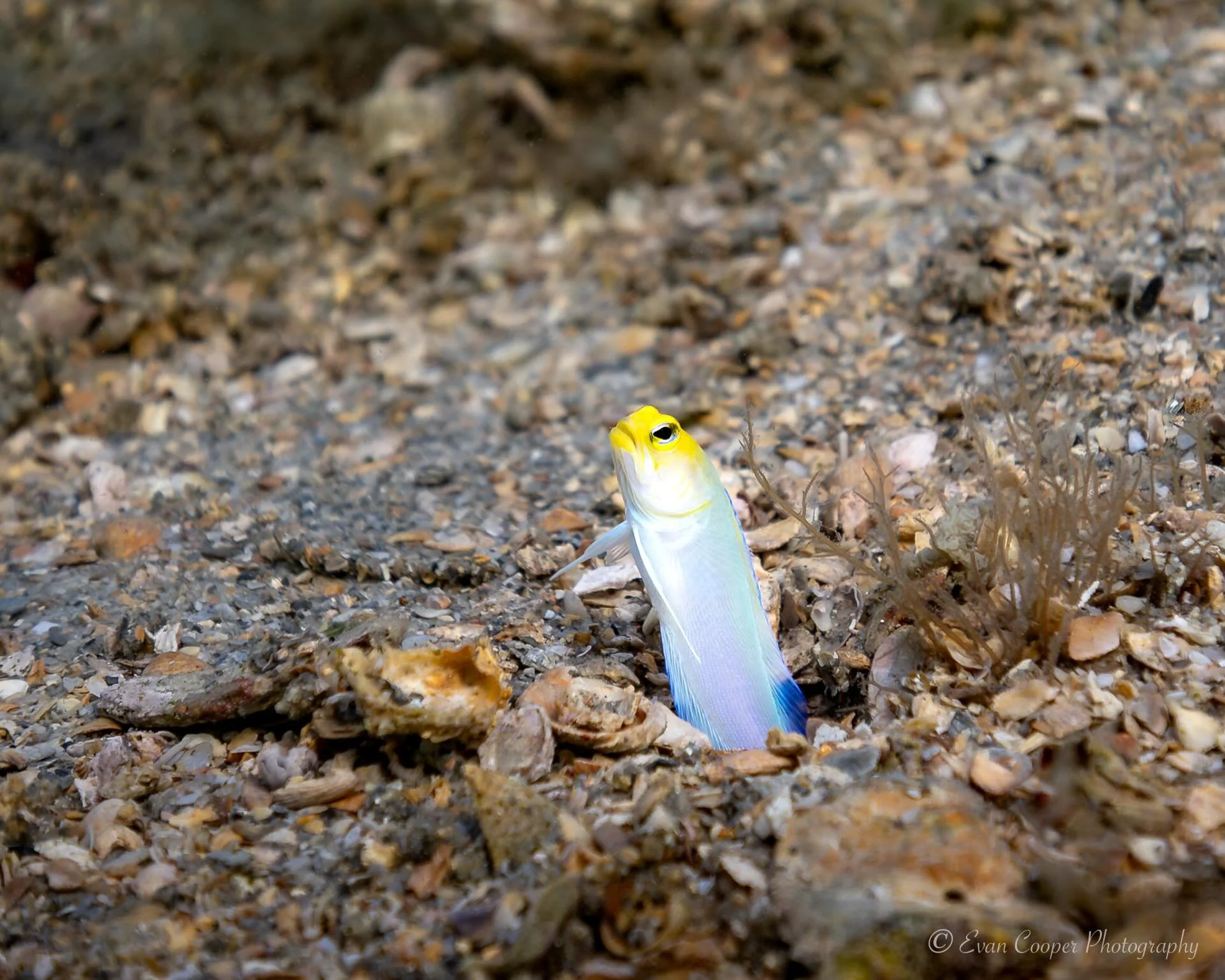 A yellowhead jawfish standing watch over its territory outside its burrow on the seafloor. One of my favorite things about scuba diving is going slow and finding small hidden gems like this!
&bull;
&bull;
&bull;
#jawfish #marinelife #underwater #unde