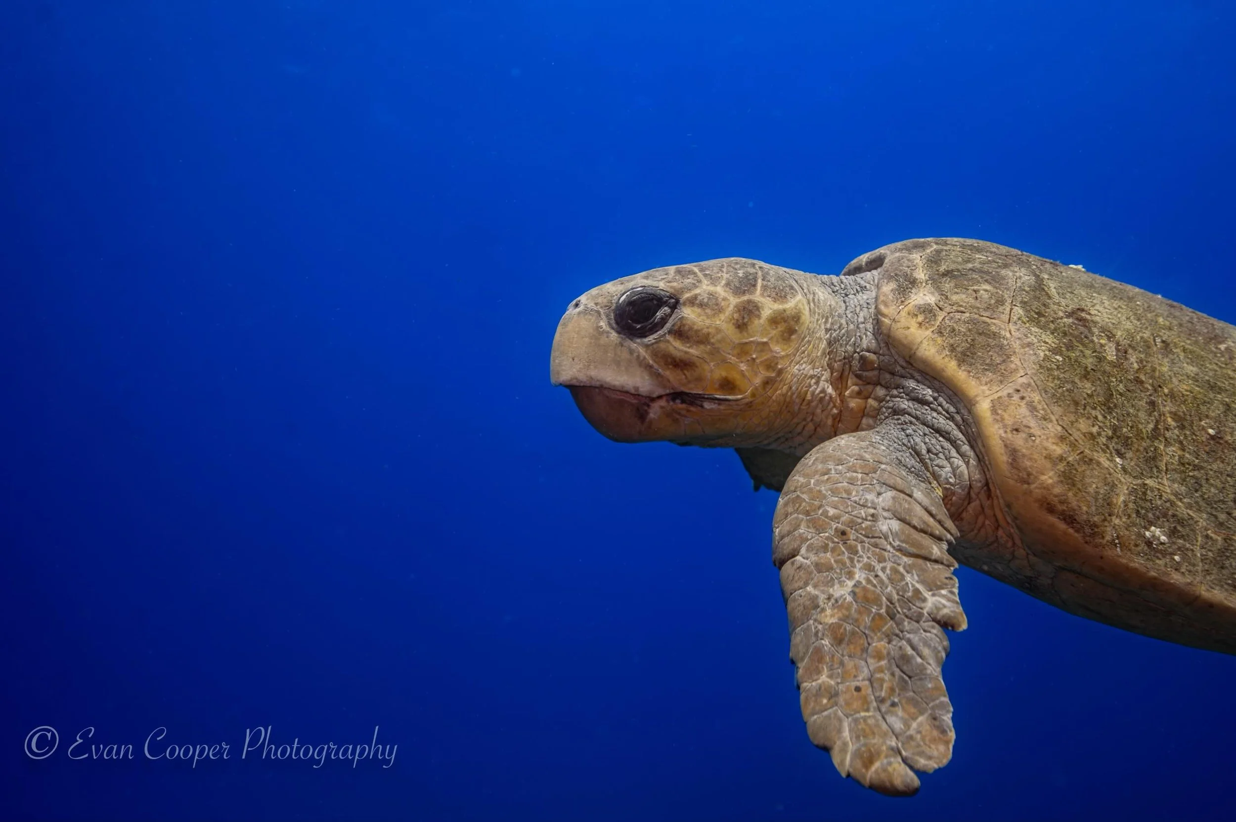 Drifting through a world of blue with one of the ocean&rsquo;s oldest travelers 🌊🐢

#loggerhead #seaturtle #wildlifephotography #oceanlife #underwaterphotography 

Shot with Nikon Z6 II in @ikelite housing and @krakensports lighting on board @thesc