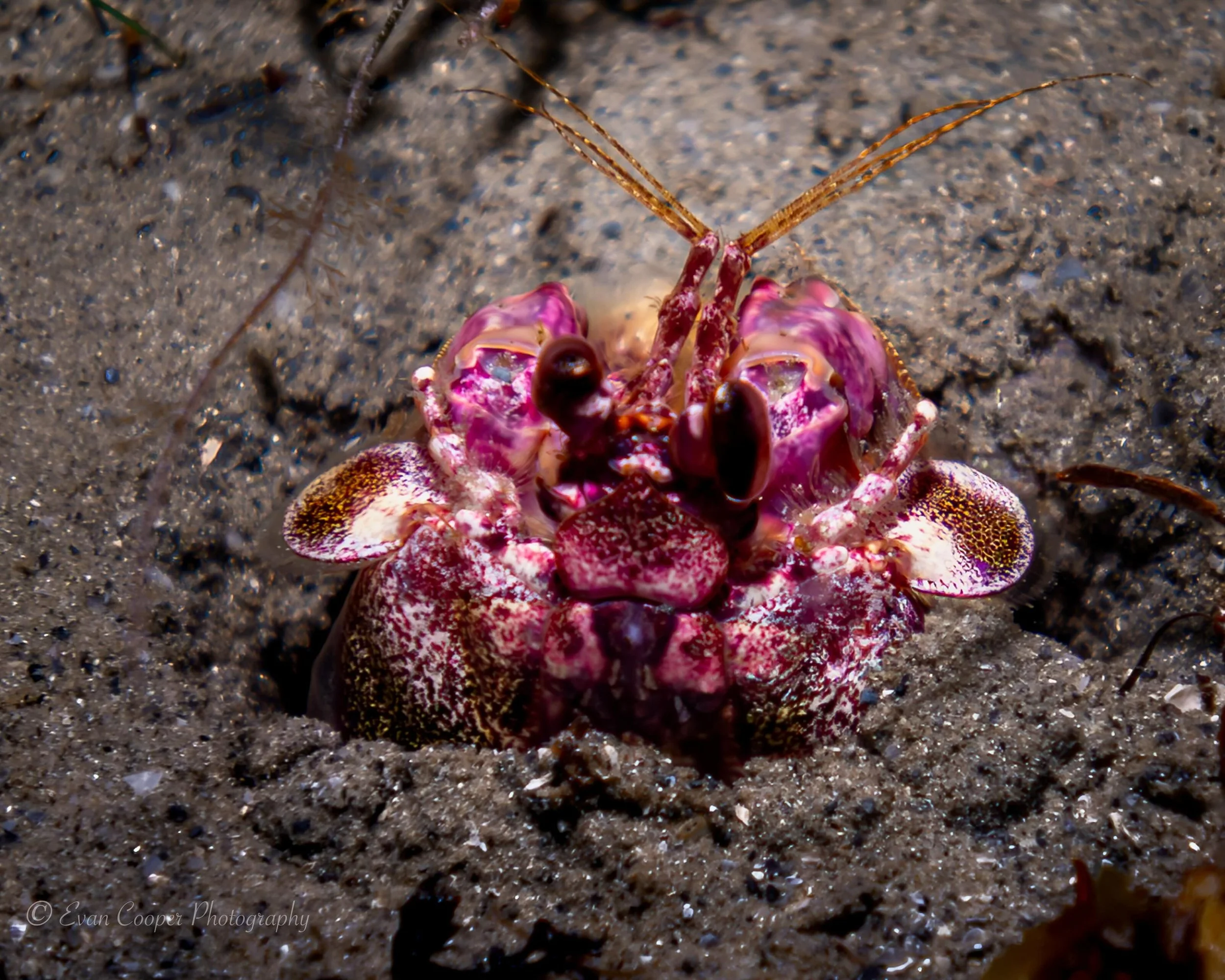 Check out this alien guarding its underwater burrow on a recent night dive. Mantis shrimp are one of the most interesting crustaceans and ferocious hunters found in the ocean. They pack quite a punch!
&bull;
&bull;
&bull;
#alien #shrimp #mantisshrimp