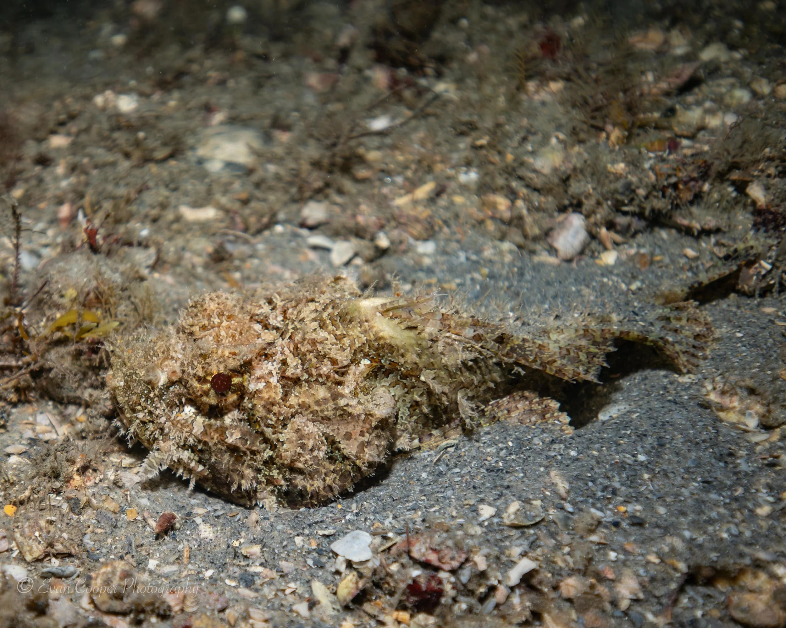 One of my favorite fish to photograph, the spotted scorpionfish is a master of disguise and camouflage. They are ambush predators, and one of the most venemous fish, so tread lightly!

Shot on a night dive at Blue Heron Bridge in South Florida with @