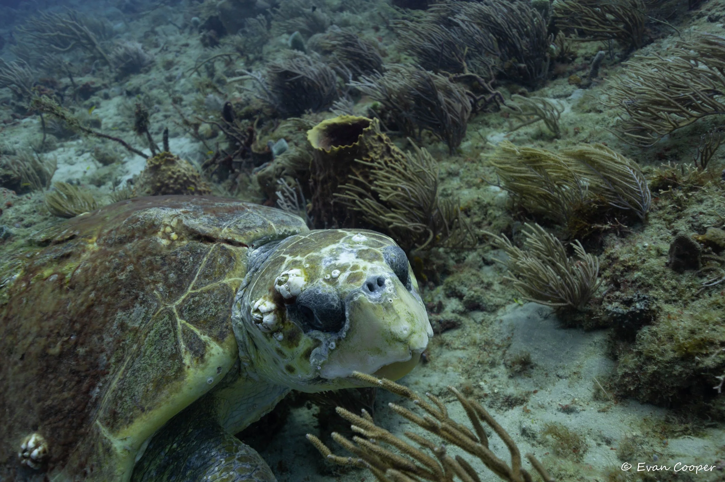 Loggerhead peaking out, West Palm Beach, Florida.