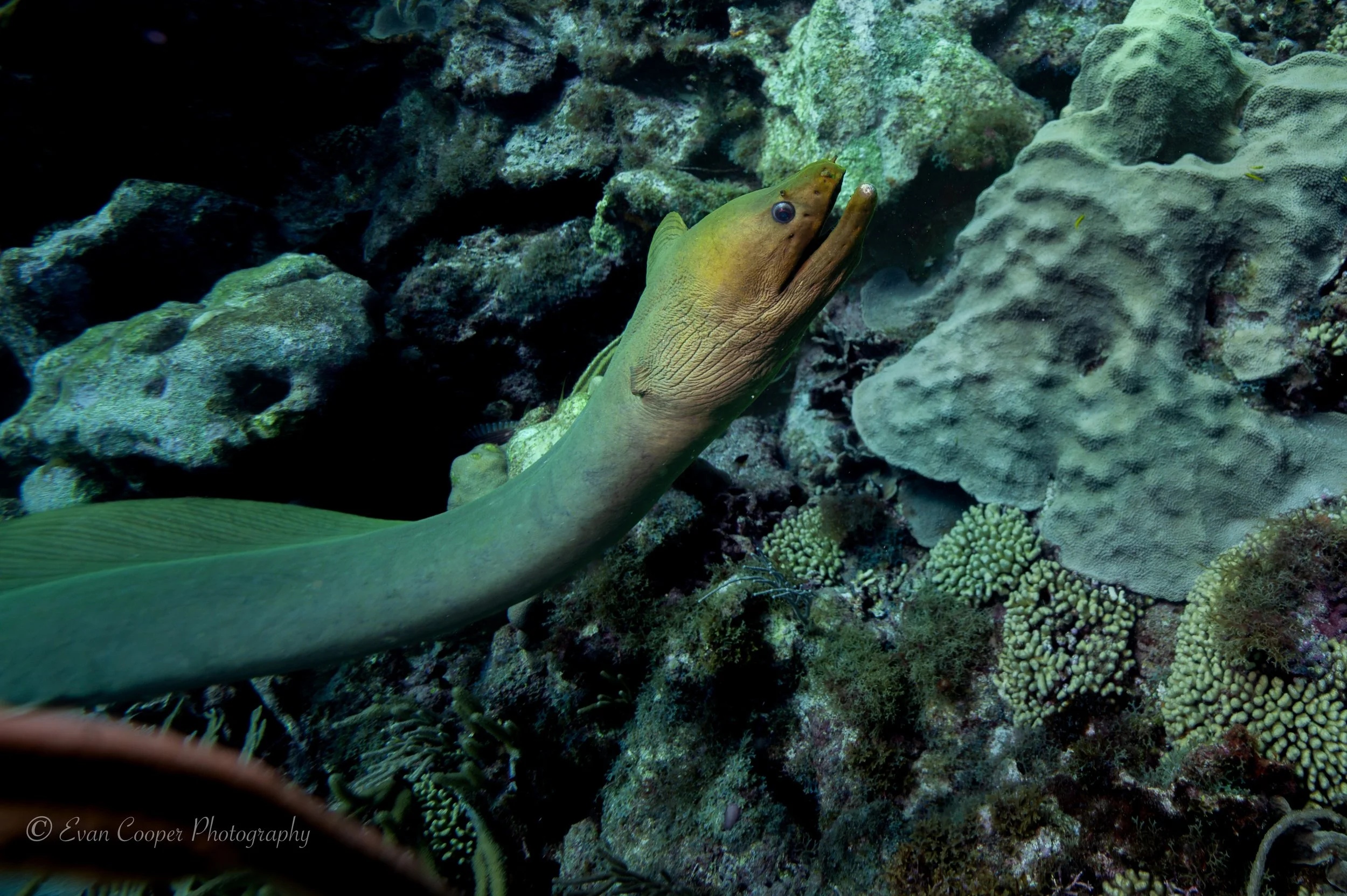 Eel Karpata-1.jpg