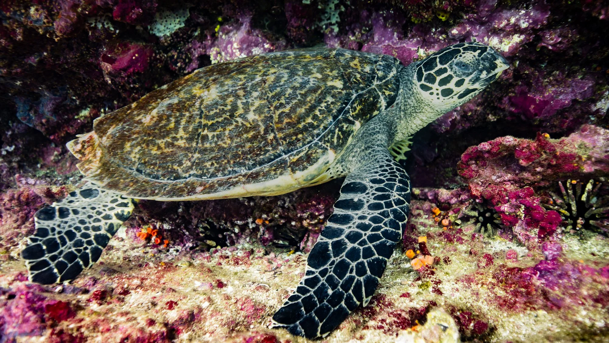 Juvenile Hawksbill Sea Turtle, Cousin's Rock