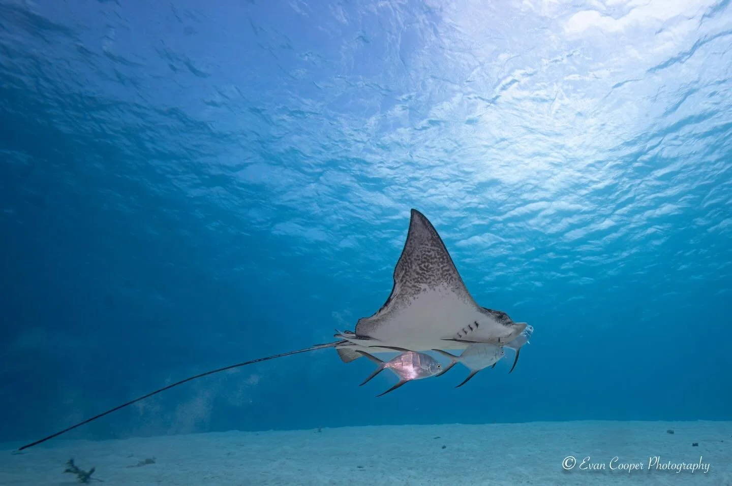 Spotted Eagle Ray.jpg