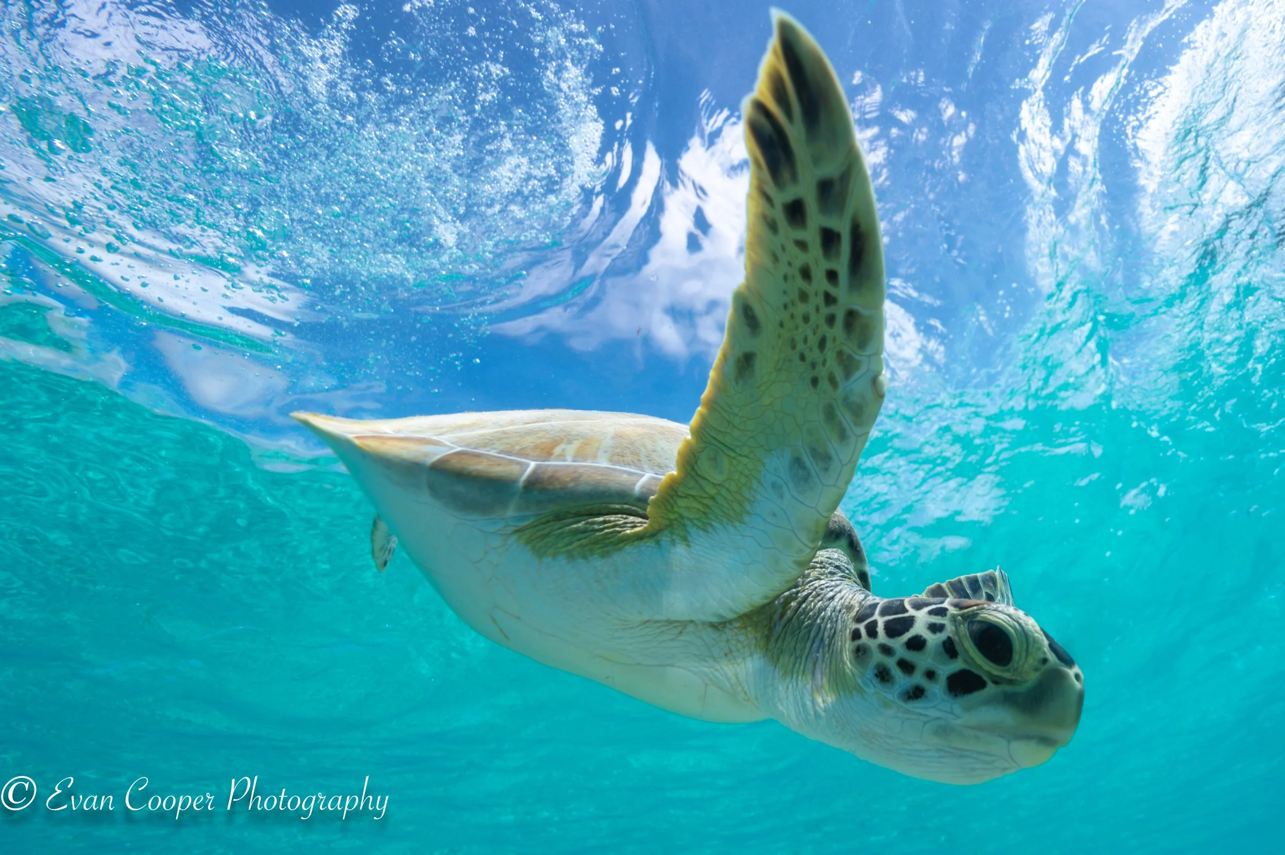 Turtle Swimming Down After Surfacing.jpg