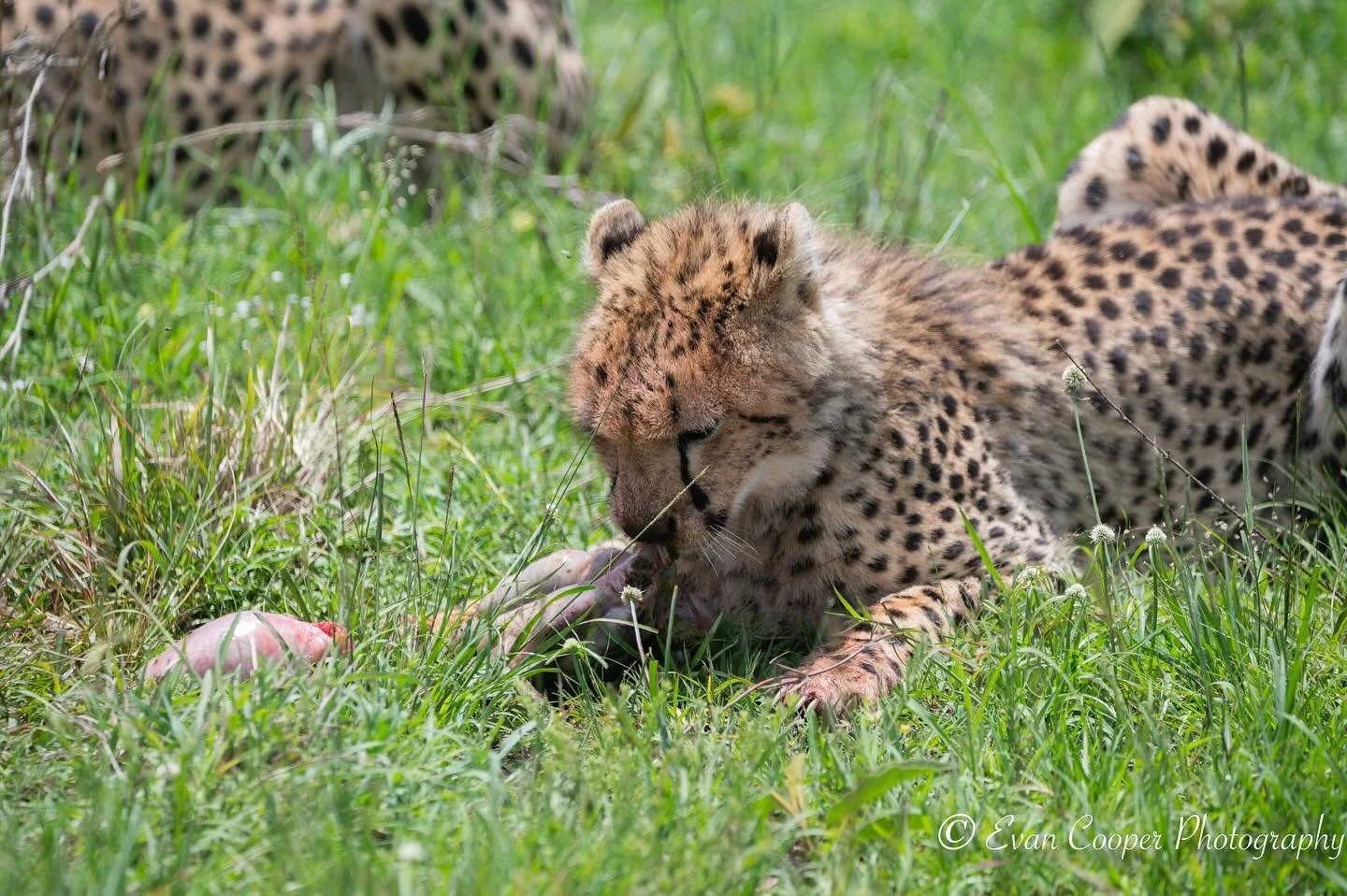 Cheetah Eating.jpg