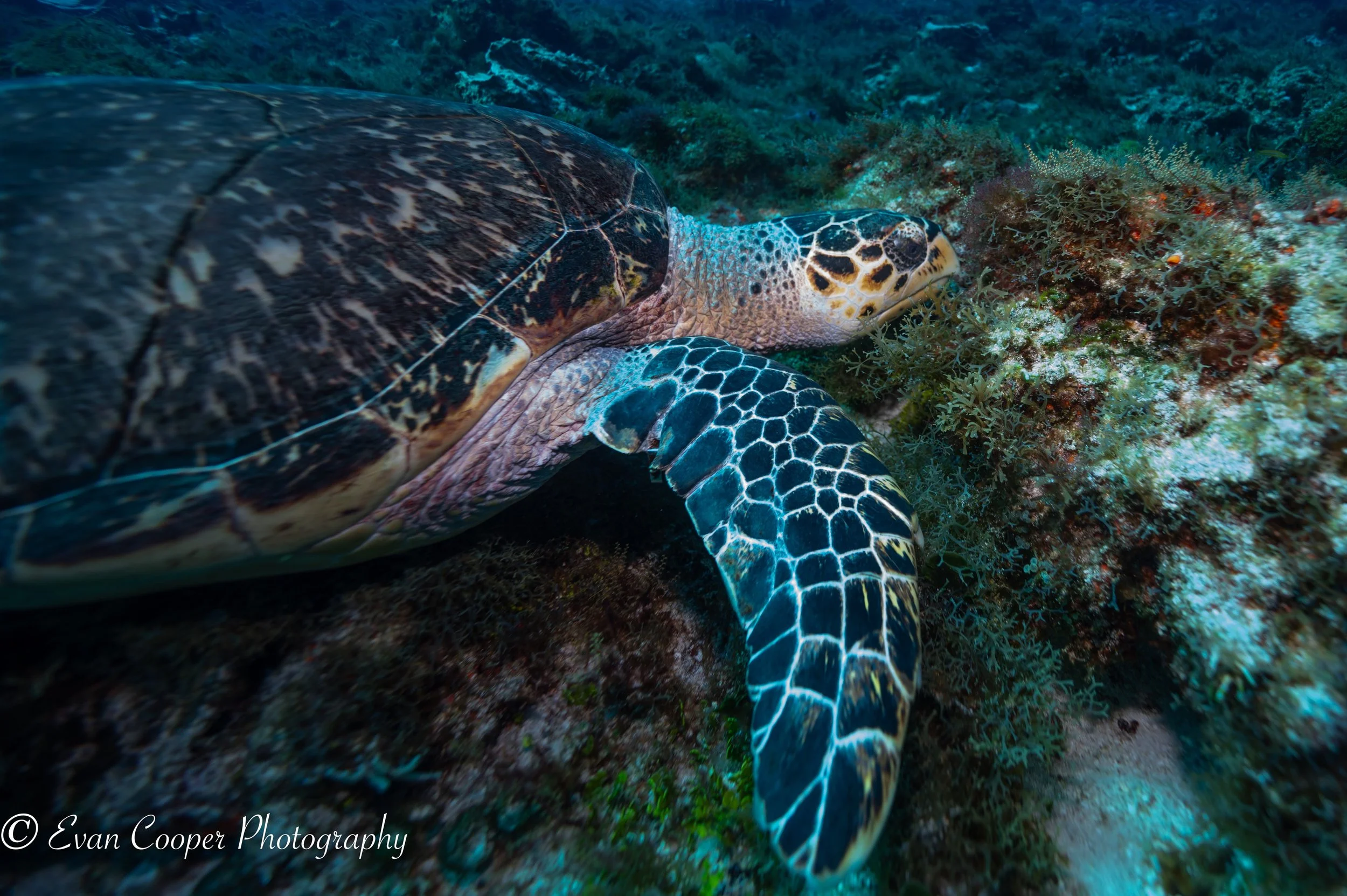 Hawksbill, Cozumel, Mexico.