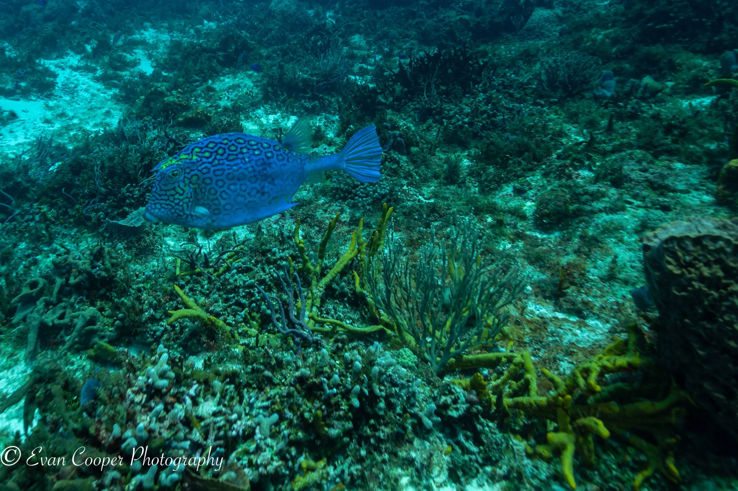 Cowfish Edited-1.jpg