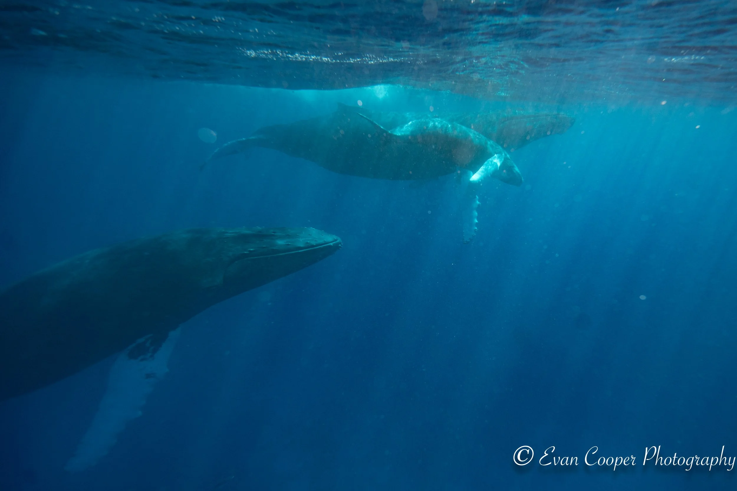 First Calf and Mom with Escort.jpg