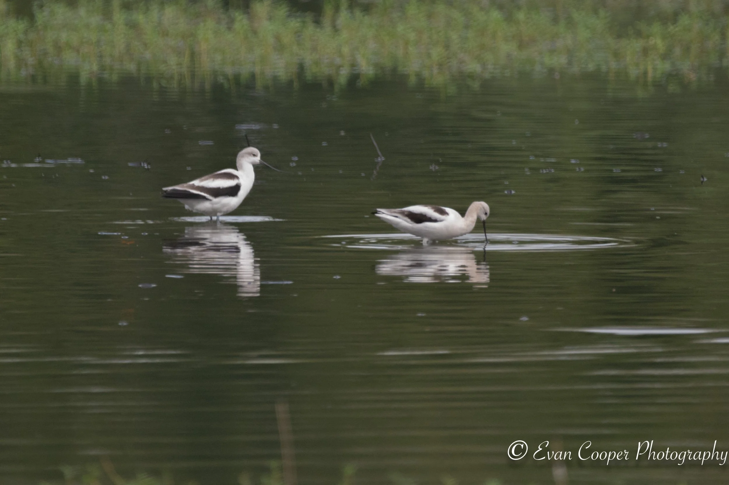 American Avocet, Florida.