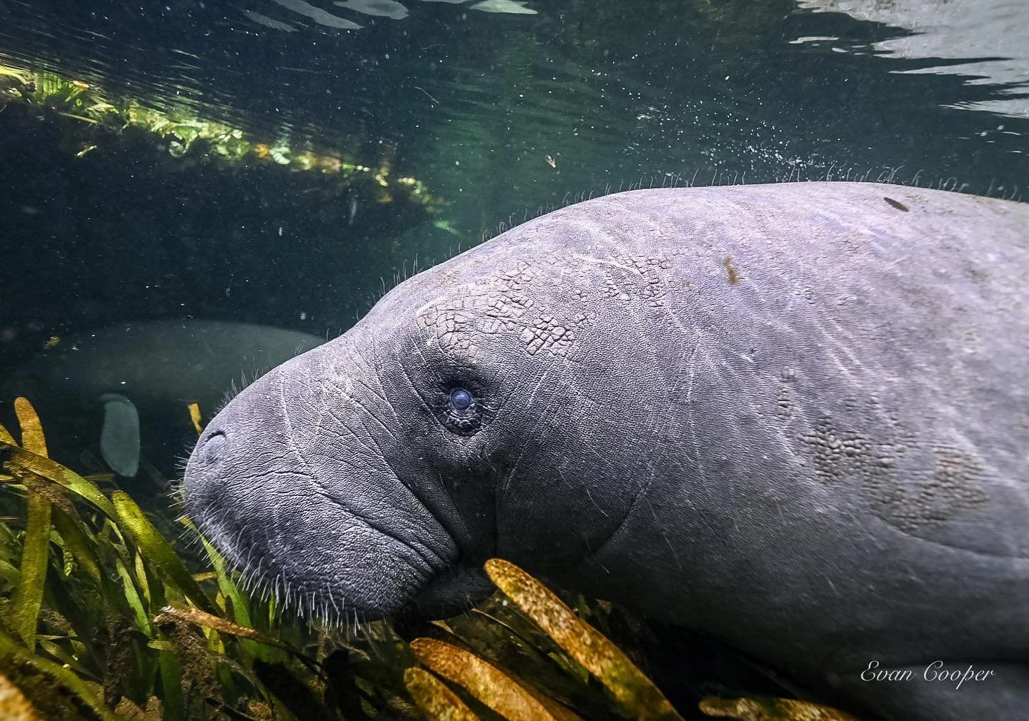 Manatee HEadshot Itch 2021.jpg