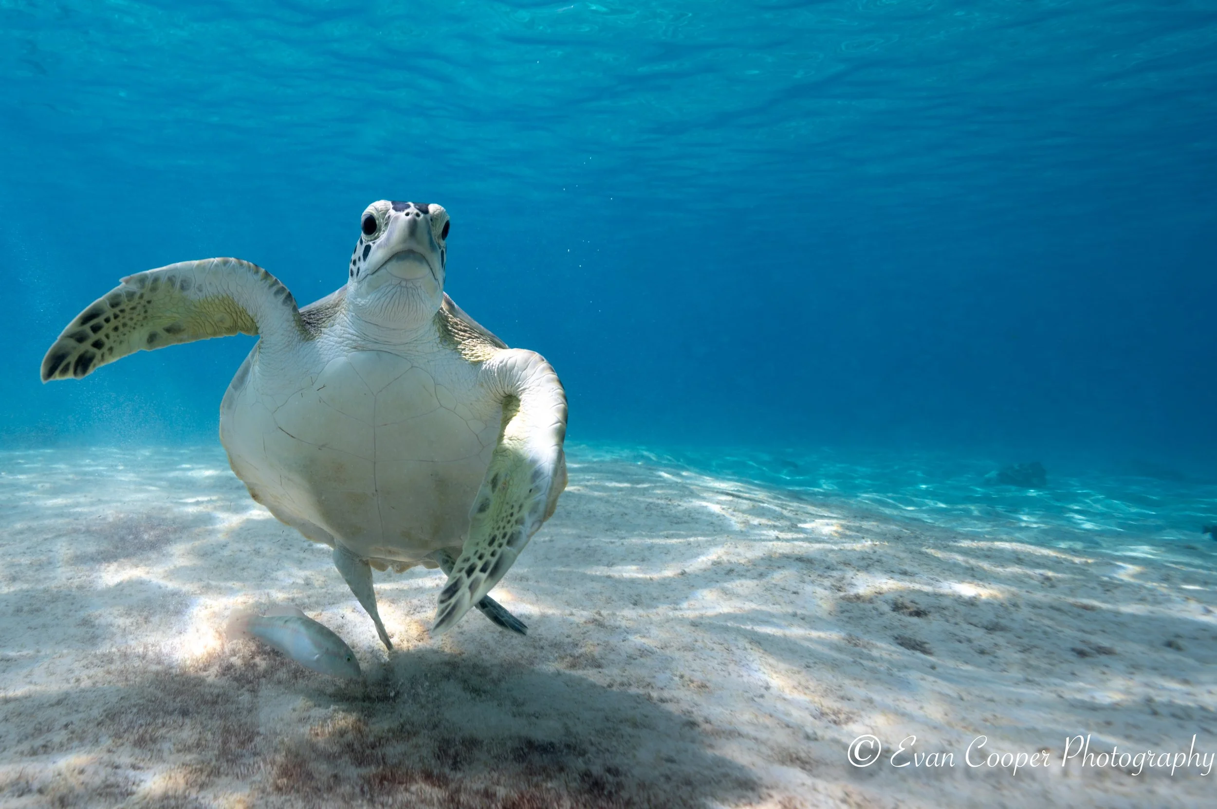 Turtle High Five, Bonaire.