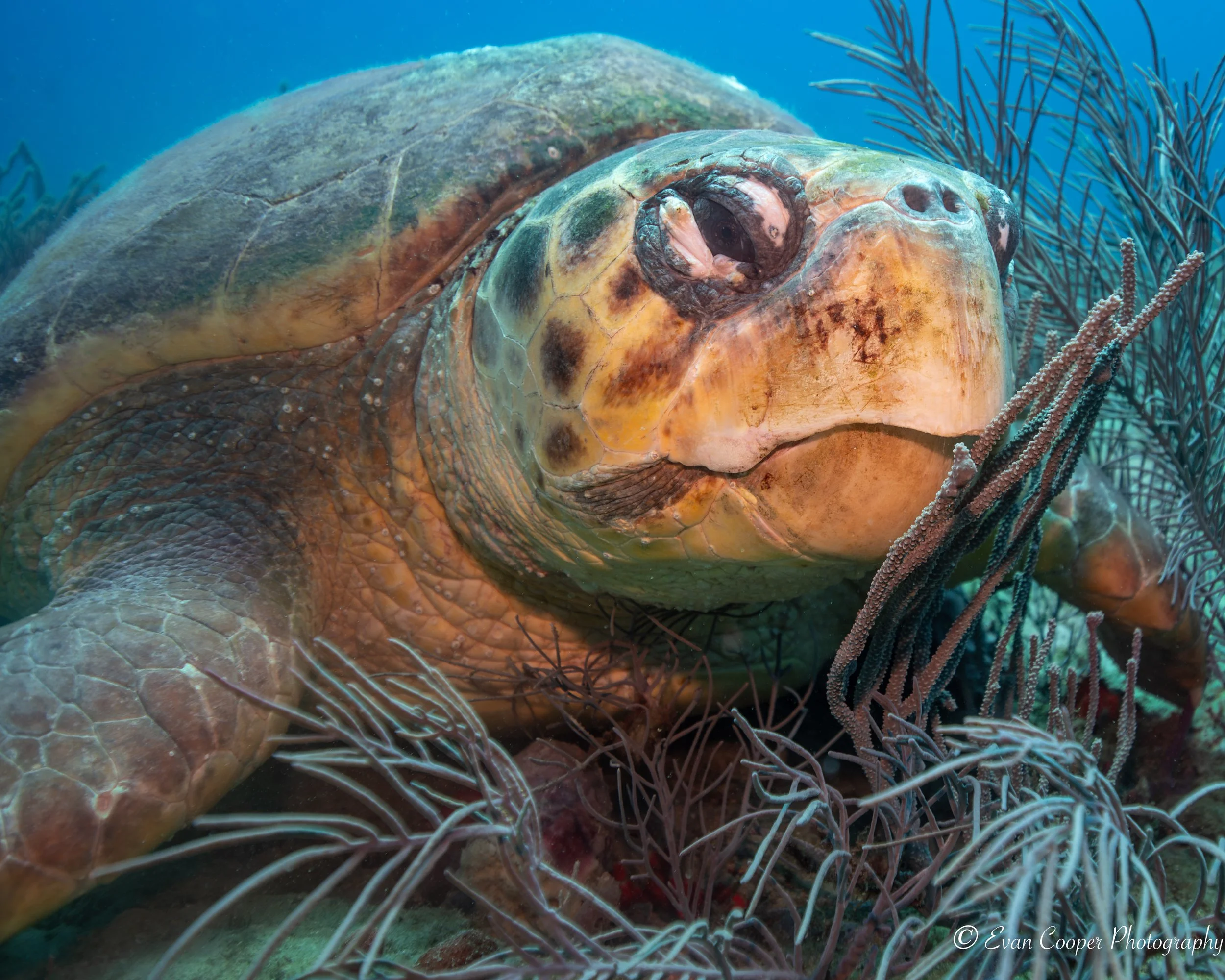 Loggerhead headshot-1.jpg